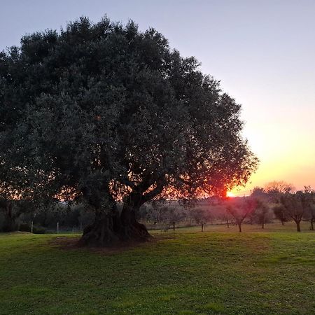 Agriturismo Il Vecchio Olivo Кастаньето-Кардуччи Экстерьер фото